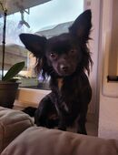 Hübsches Chihuahua Mädchen Namen Coco in 55299