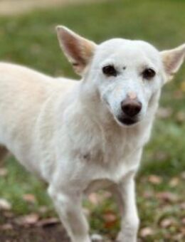 Perla - augeschlossen & freundlich - Kallmünz