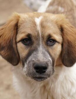 Thia, geb. ca. 10/2023, Griechenland - Markdorf