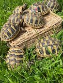 Griechische Landschildkröten, 1jährig, sehr zahm, lebhaft und gesund,mitCites in 82266