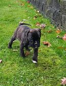 Reinrassige Boxerwelpen mit Ahnentafel abgabebereit in 49599