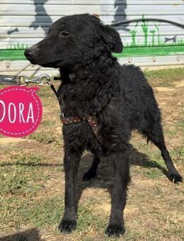 Dora eine schwarze Perle - Flörsheim-Dalsheim