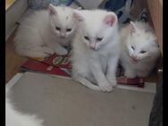Katzenbabys - Berlin Friedrichshain-Kreuzberg