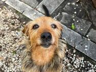 Isotta 💛💛💛 möchte Familienhund werden - Herxheim (Landau)