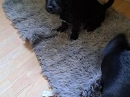 Teddy und Struppi suchen Dosenöffner! - Ummendorf (Sachsen-Anhalt)