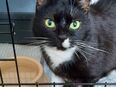 Lina - europäische Kurzhaarkatze - 9 Jahre - Tierhilfe Franken e.V. in 91207