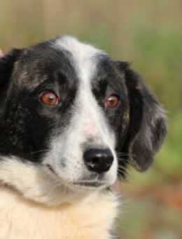 Pintia - zutraulich u. kinderlieb - Lohra