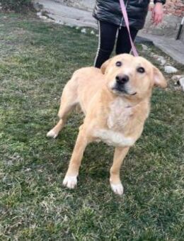 Freundlicher Familienhund - Kinderlieb - Schlitz