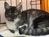 Gominola- Verschmuste Katzenlady - Bad Camberg