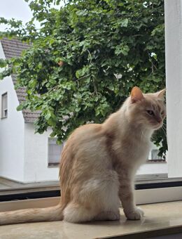 Liebevolle Katzensitter in Dortmund mit Herz und Erfahrung - Dortmund