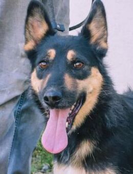 Lissy-sanfte Seele auf vier Pfoten - Schlitz