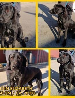 Elizabeth Mischling Hündin Junghund - Margetshöchheim