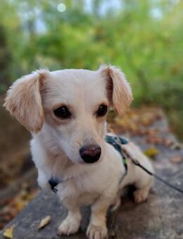 Lilo, kleine, hübsche Zaubermaus - Köln
