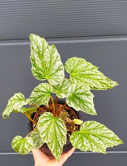 Begonia palmata - Eschbach (Landkreis Südliche Weinstraße)
