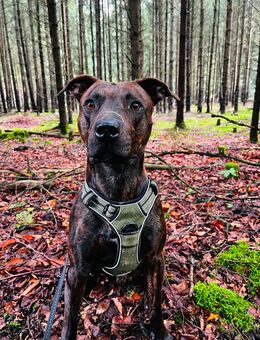 Liebevolles Zuhause für Bambino gesucht - Schleiz Zentrum