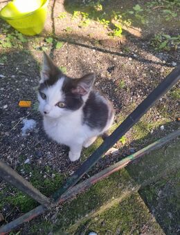 Maine Coon Mix Kitten - Jämlitz-Klein Düben