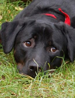 Chopper - Mischling - 2 Jahre - Tierhilfe Franken e.V. - Lauf (Pegnitz) Zentrum