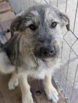 COOPER - bezaubernder Sonnenschein - Kallmünz