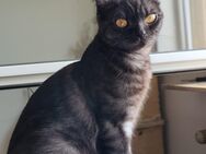 BKH Maine coon - Recklinghausen