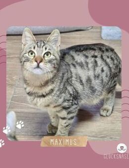 Katerchen Maximus ist bereit für Dich - Lalendorf