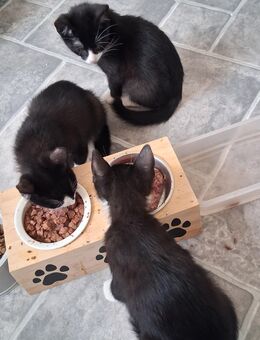 Katzen - Wissen