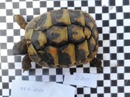 griechische Landschildkröten, boettgerie, aus privater Nachzucht zu verkaufen, Jahrgänge 2018 und 2022 - Mainz