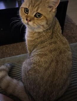 Wunderschöner BKH Katwr zu verkaufen - Offenbach (Main) Rosenhöhe