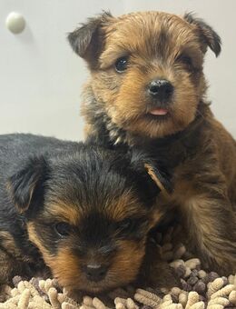 Reinrassige Mini-Yorkshire-Terrier-Welpen --- In liebevolle Hände abzugeben - Essen