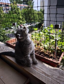 Kitte sucht ein Zuhause - Potsdam
