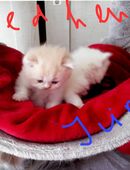 Perser kitten in Weiß und Black Golden Shaded in 16866