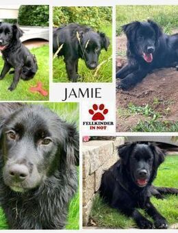 Herzenshund Jamie sucht zuhause - Margetshöchheim