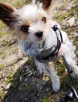 Yorkshire Terrier 8 Jahre - Ingolstadt