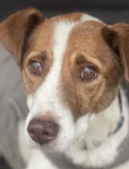 Babette - liebe Hündin mit Diabetes - Hamburg