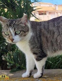 Gipsy Schmusekatze sucht ihr Glück - Bad Camberg