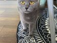 BKH Katze in 61169