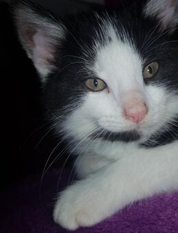 2 Geschwister Kitten suchen ein zu Hause - Wuppertal