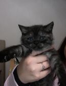 BKH - Kater sucht neues zuhause 🩵 in 85368