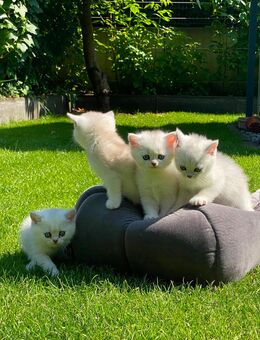 Britisch Kurzhaar (BKH) Kitten - Dortmund Wambel