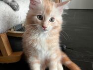 Zuckersüße Maine Coon Kitten - Helsa