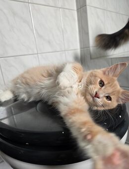 4 Maine coon Jungs - Olbernhau