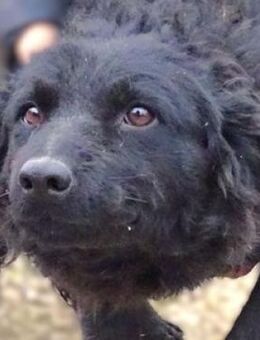 ZARA 2 bangt um ihr Leben - Gefrees