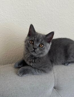 Wunderschöne bkh kitten abzugeben ab dem 06.09.2025 - Dortmund