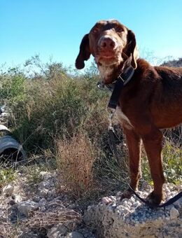 Amanda mit Zeit und Liebe ins Glück - Wöllstadt