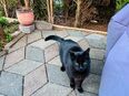 Zugelaufener Kater in 35463
