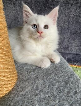 Reinrassige Meine Coon Kitten sucht ein herzliches und fürsorgliches Zuhause!!! - Babenhausen (Hessen)