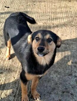 Lissy - sanfte,fröhliche kleine Hündin - Löwenberger Land