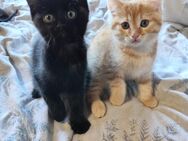 Heilige Birma Mix babys - Bad Hersfeld