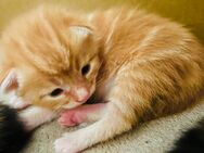2 Maine Coon (mix) Kitten - Zirndorf