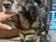Senior Maiky sucht nochmal Liebe - Koblenz