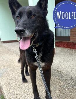 Woolfie möchte Liebe erfahren - Mannheim